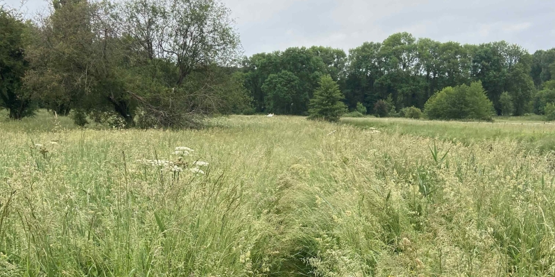 2025 Valorisation de la prairie de Bionne 