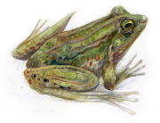 Grenouille-vertecontour-fondufond-blanc