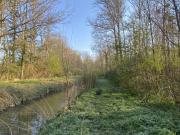 végétation au bord de la bionne 1