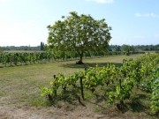 Vignoble-Checy