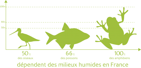 Biodiversite-milieux-humides