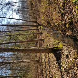 2019 - Restauration de la ripisylve au Bois de l'Ecu de Bretagne